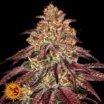 Mimosa x Orange Punch Auto - Barneys Farm Cannabissamen kaufen