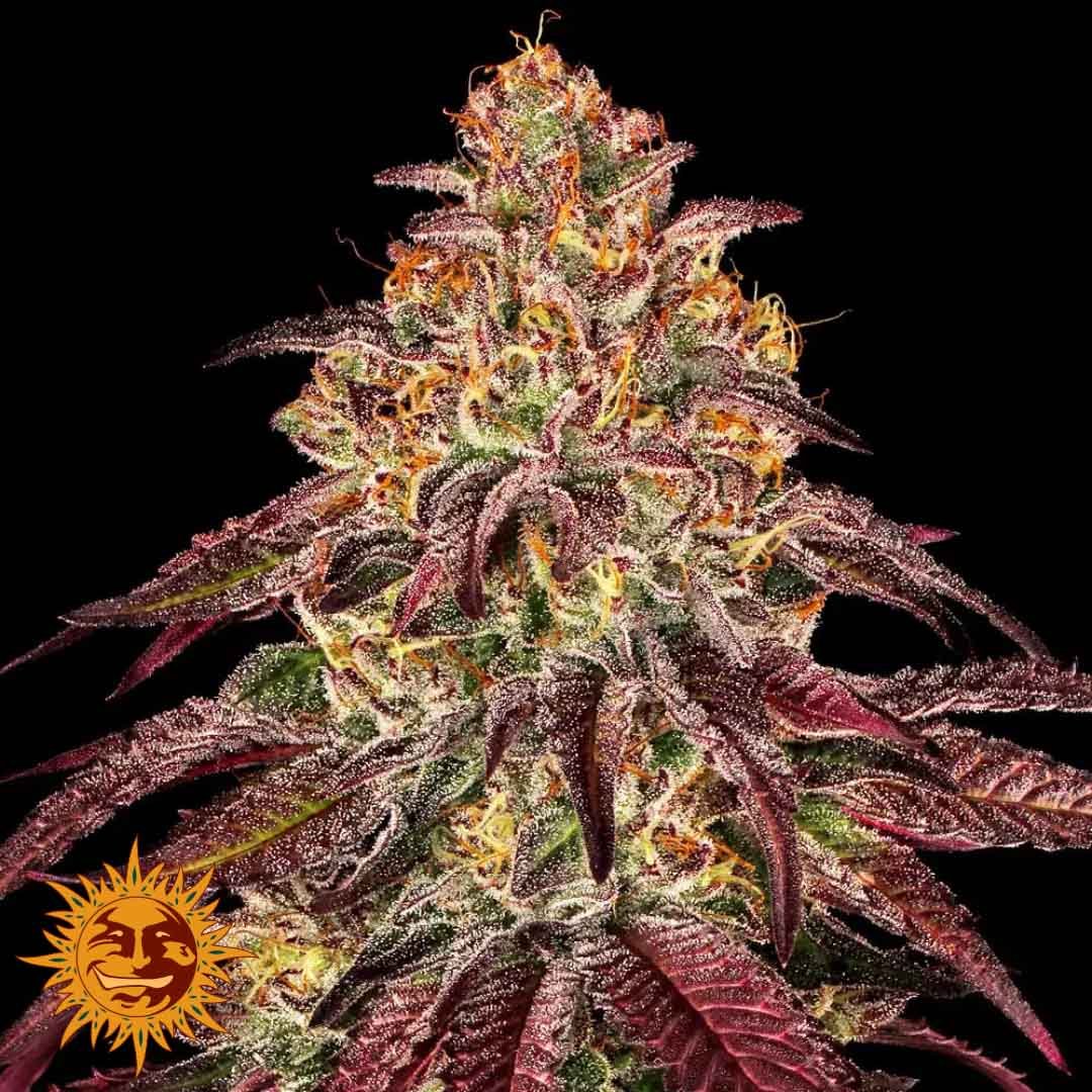 Mimosa x Orange Punch Auto - Barneys Farm Cannabissamen kaufen