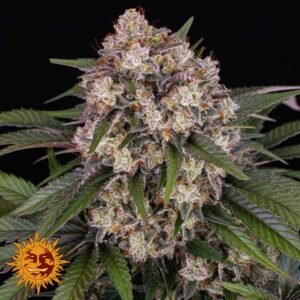 OG Kush Auto - Barneys Farm Cannabissamen kaufen
