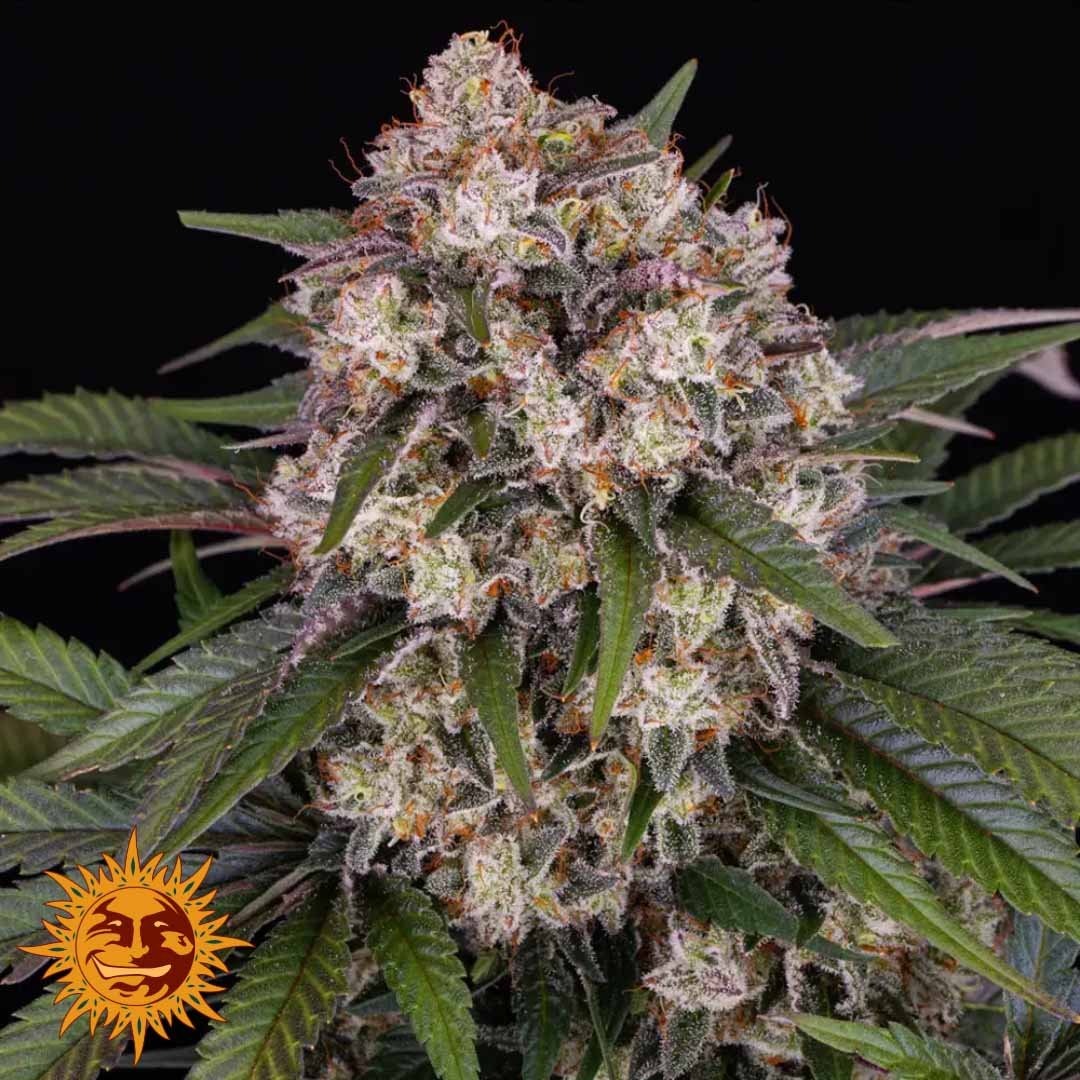 OG Kush Auto - Barneys Farm Cannabissamen kaufen