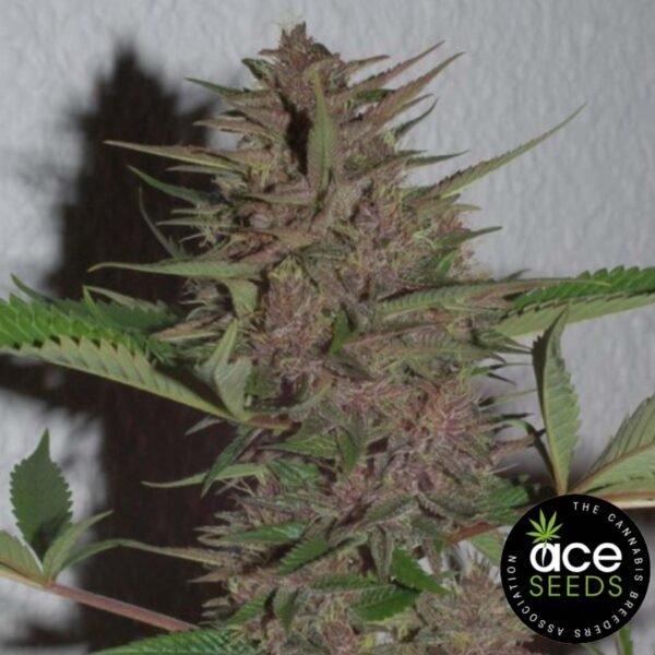 Pakistan Chitral Kush Ace Seeds Cannabis Samen kaufen - Produktbild Pakistan Chitral Kush Ace Seeds Cannabis Samen kaufen - Produktbild