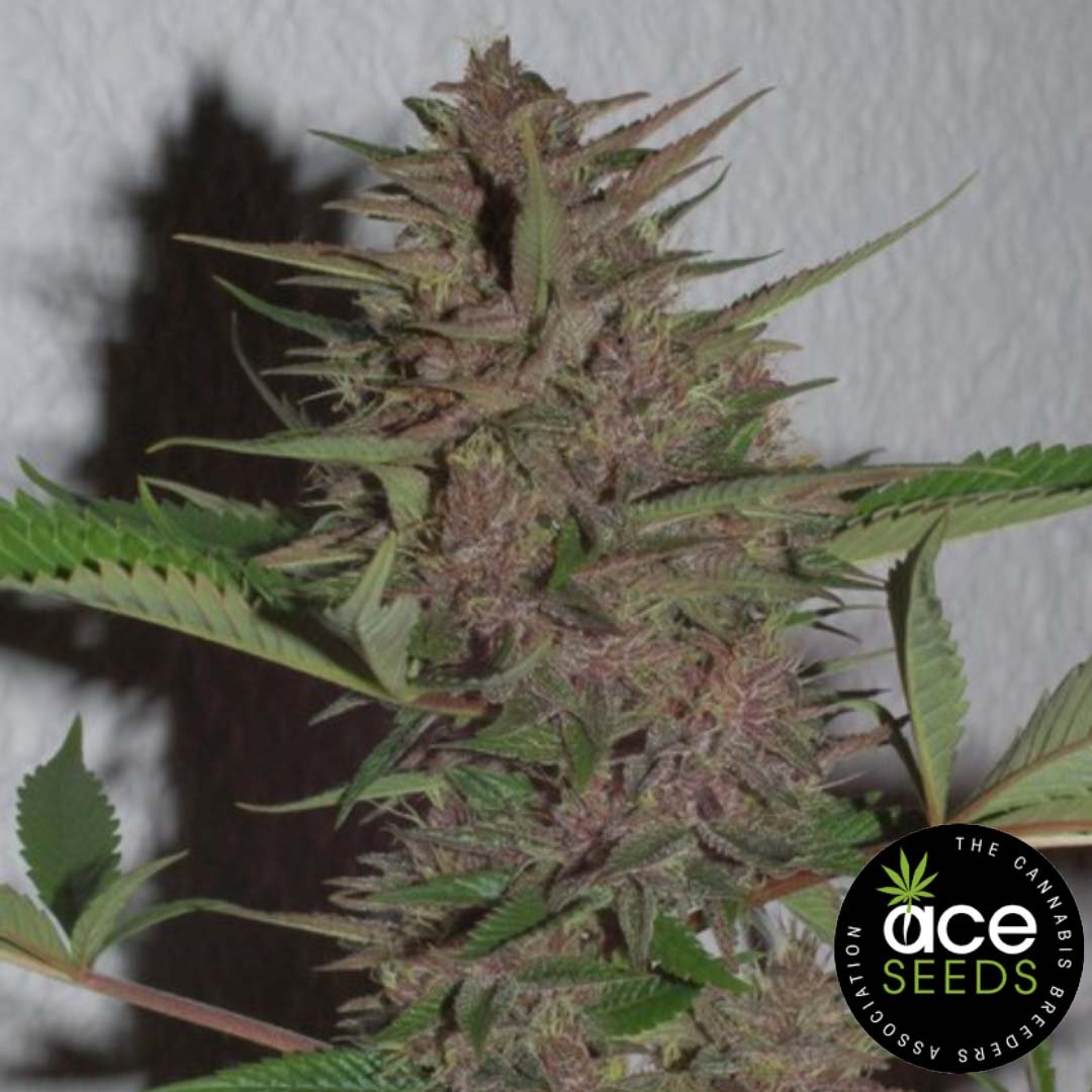 Pakistan Chitral Kush Ace Seeds Cannabis Samen kaufen - Produktbild
