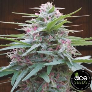 Panama Ace Seeds Cannabis Samen kaufen - Produktbild