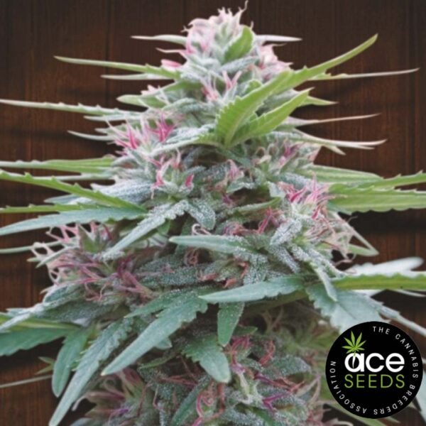 Panama Ace Seeds Cannabis Samen kaufen - Produktbild Panama Ace Seeds Cannabis Samen kaufen - Produktbild