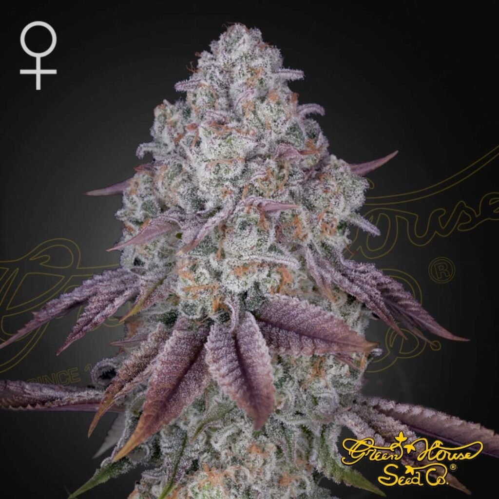 Persian Pie - Green House Seeds kaufen