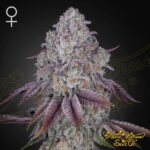 Persian Pie - Green House Seeds kaufen