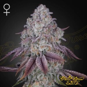 Persian Pie - Green House Seeds kaufen