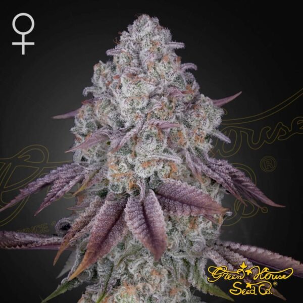 Persian Pie - Green House Seeds kaufen