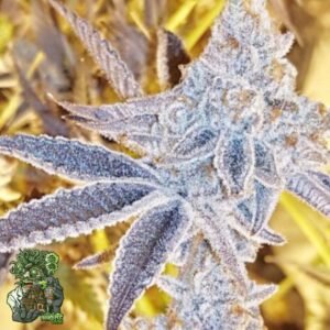Platinum Dosi - In House Genetics Cannabis Samen kaufen