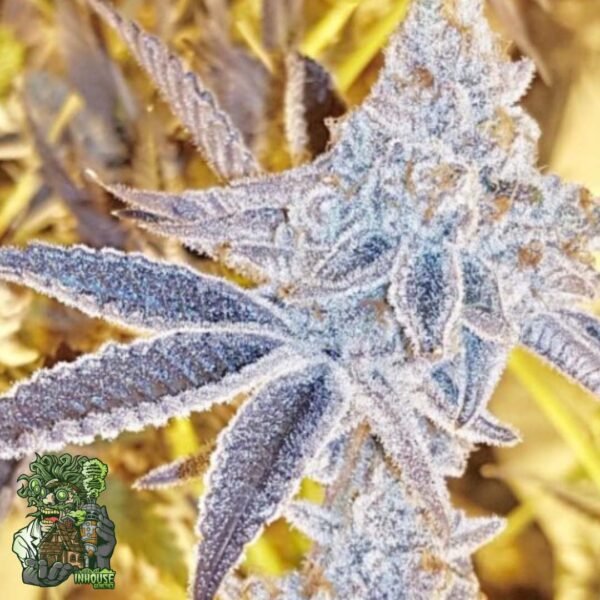 Platinum Dosi - In House Genetics Cannabis Samen kaufen