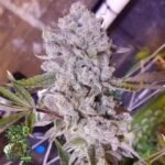 Platinum Gorilla - In House Genetics Cannabis Samen kaufen