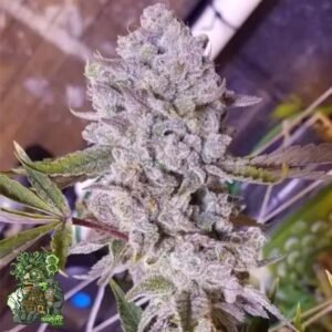 Platinum Gorilla - In House Genetics Cannabis Samen kaufen