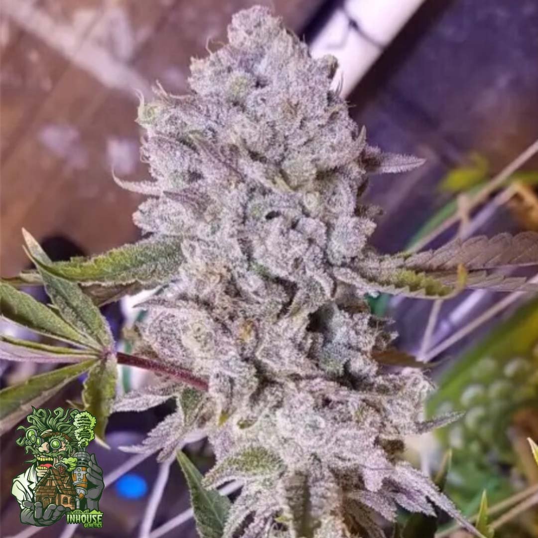 Platinum Gorilla - In House Genetics Cannabis Samen kaufen