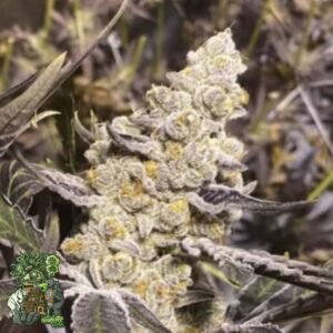 Platinum Purple Candy - In House Genetics Cannabis Samen kaufen