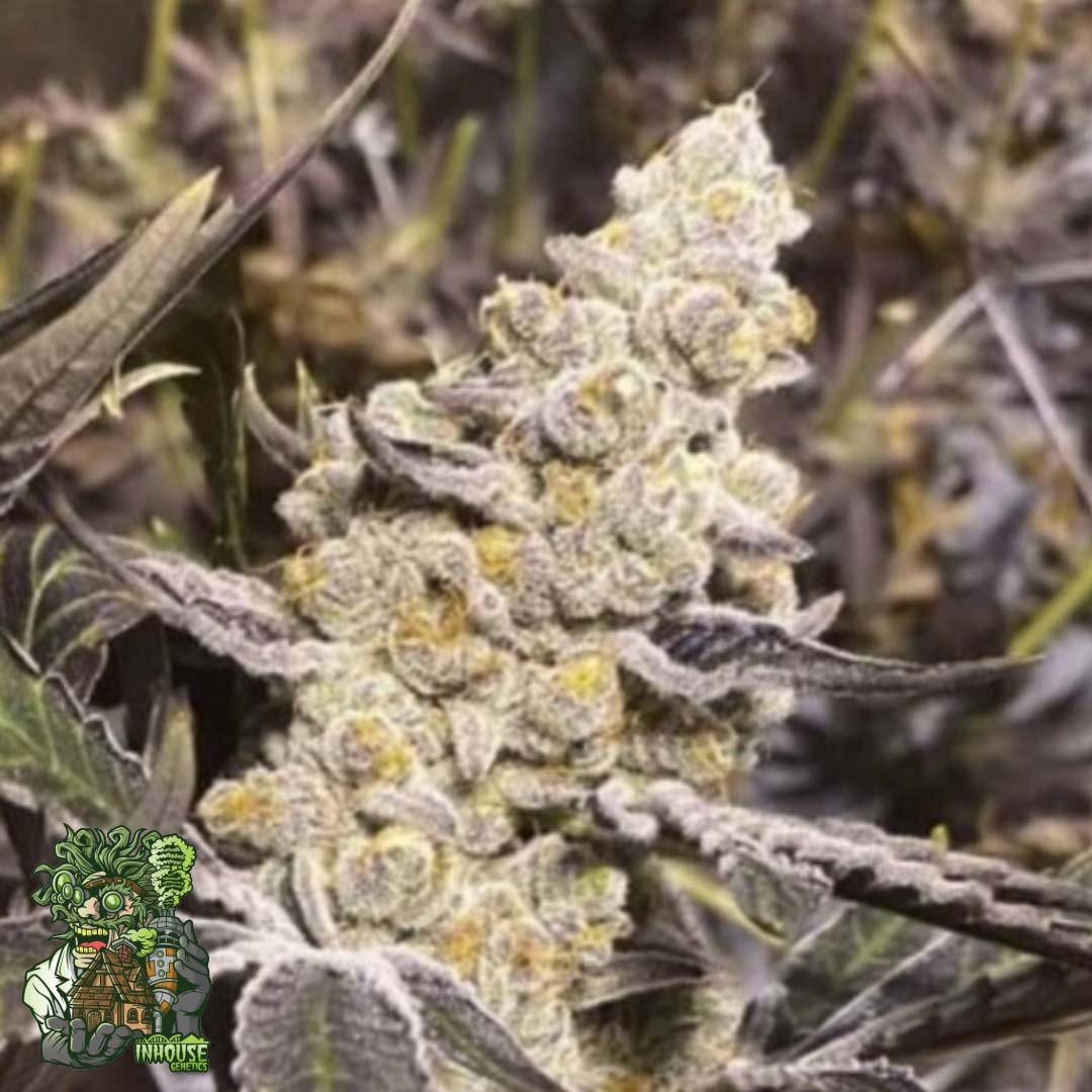 Platinum Purple Candy - In House Genetics Cannabis Samen kaufen