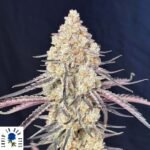 Purple Magnolia - Lovin In Her Eyes Cannabis Samen kaufen Produktbild