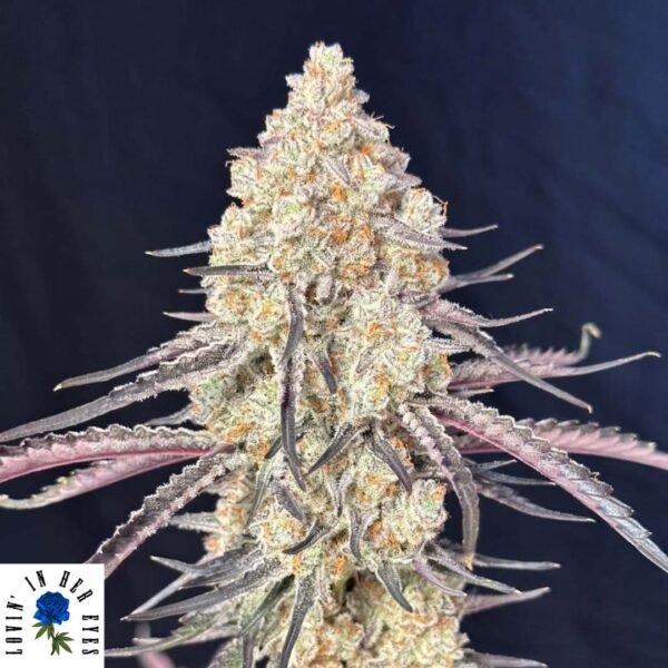 Purple Magnolia - Lovin In Her Eyes Cannabis Samen kaufen Produktbild