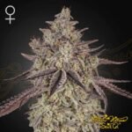Skywalker Auto - Green House Seeds kaufen - Produktbild