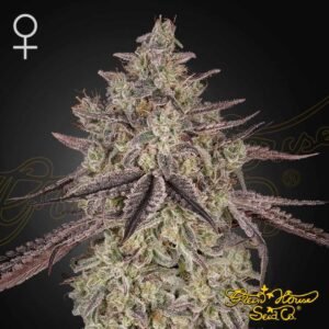 Skywalker Auto - Green House Seeds kaufen - Produktbild
