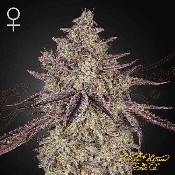 Skywalker Auto - Green House Seeds kaufen - Produktbild