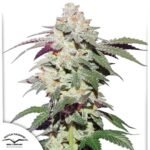 Skywalker Haze - Dutch Passion Cannabis Samen kaufen Produktbild