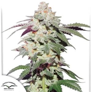 Skywalker Haze - Dutch Passion Cannabis Samen kaufen Produktbild