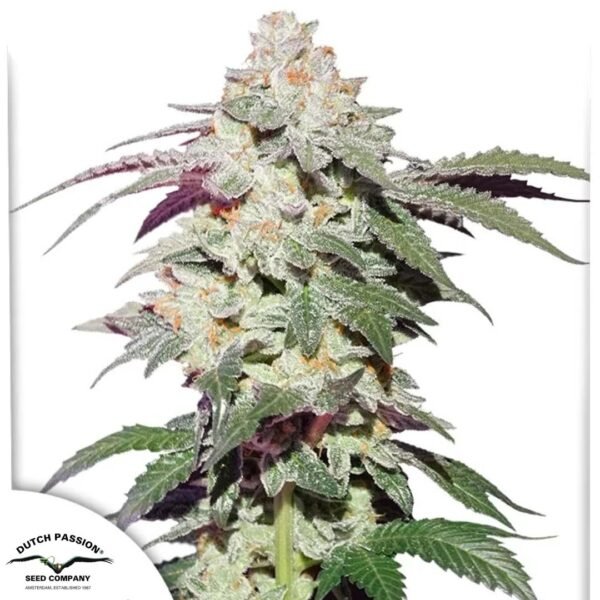 Skywalker Haze - Dutch Passion Cannabis Samen kaufen Produktbild