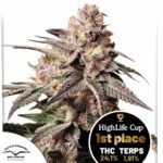 Slush Mint Cake - Dutch Passion Cannabis Samen kaufen - Produktbild