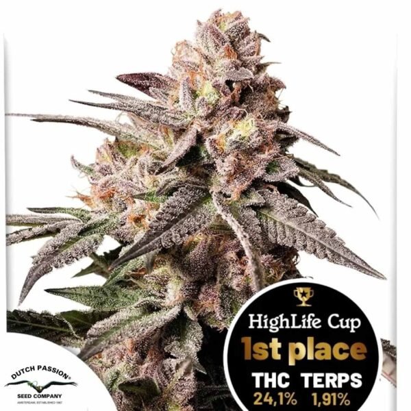 Slush Mint Cake - Dutch Passion Cannabis Samen kaufen - Produktbild
