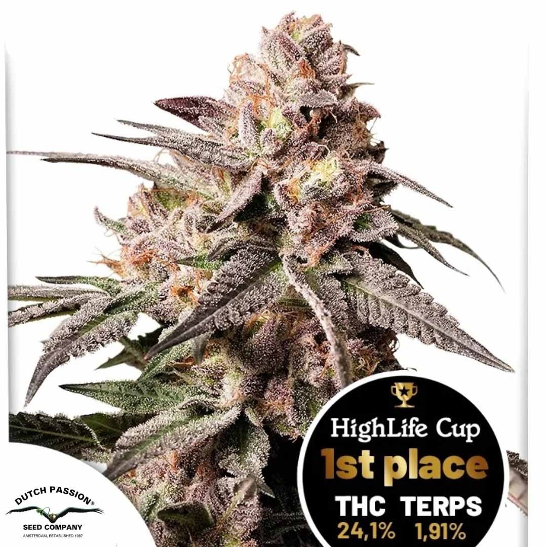 Slush Mint Cake - Dutch Passion Cannabis Samen kaufen - Produktbild