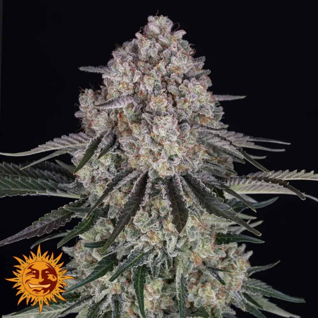 Sour Diesel Auto - Barneys Farm Cannabissamen kaufen