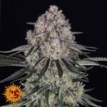 Sour Diesel Auto - Barneys Farm Cannabissamen kaufen