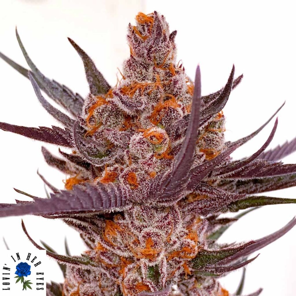 Spanish Moon S1 - Lovin In Her Eyes Cannabis Samen kaufen Produktbild