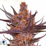 Spanish Moon S1 - Lovin In Her Eyes Cannabis Samen kaufen Produktbild