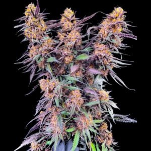 Spanish Moon S1 - Lovin In Her Eyes Cannabis Samen kaufen Produktbild 2