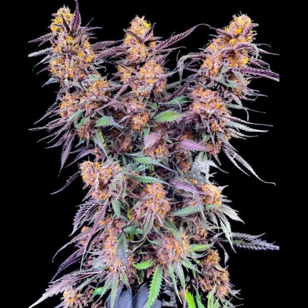 Spanish Moon S1 - Lovin In Her Eyes Cannabis Samen kaufen Produktbild 2