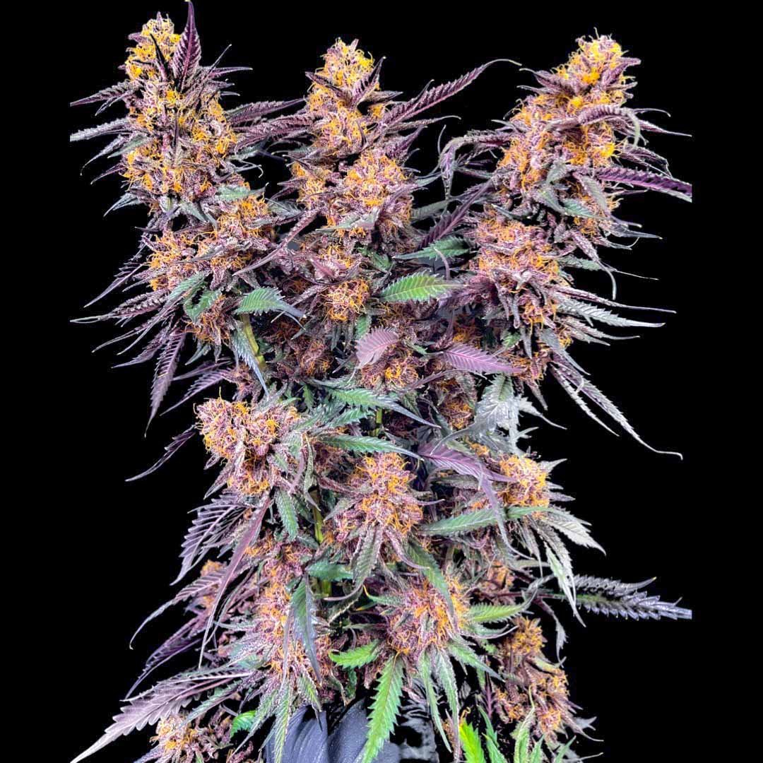 Spanish Moon S1 - Lovin In Her Eyes Cannabis Samen kaufen Produktbild 2
