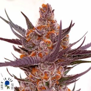 Spanish Moon S1 - Lovin In Her Eyes Cannabis Samen kaufen Produktbild