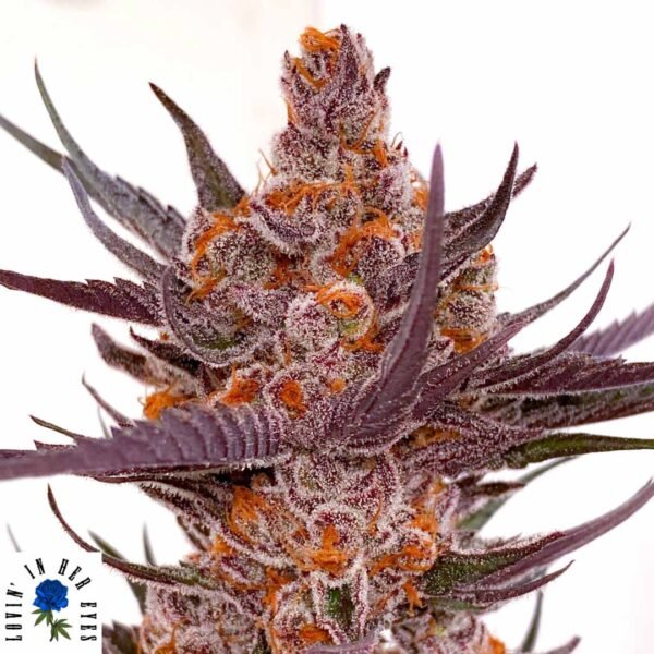 Spanish Moon S1 - Lovin In Her Eyes Cannabis Samen kaufen Produktbild