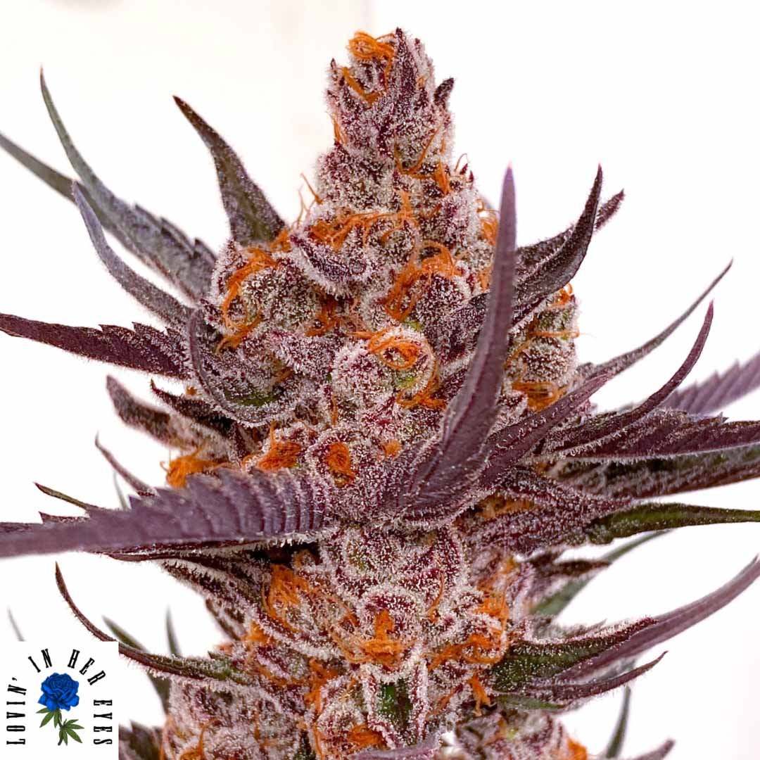 Spanish Moon S1 - Lovin In Her Eyes Cannabis Samen kaufen Produktbild