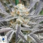 Strawberry Cadillac - Lovin In Her Eyes Cannabis Samen kaufen Produktbild