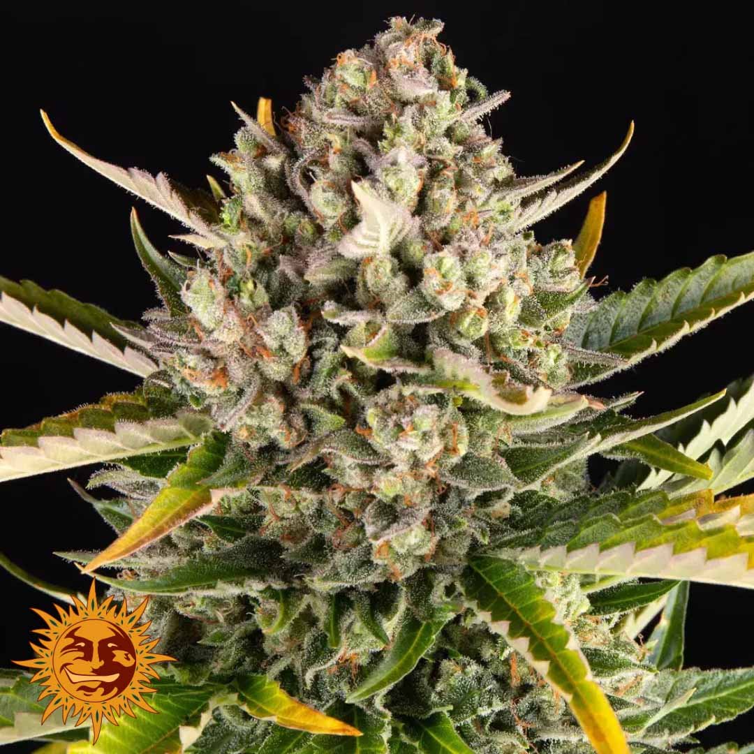 Strawberry Cheesecake Auto - Barneys Farm Cannabissamen kaufen