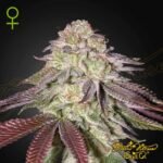 Sugarlato Auto - Green House Seeds kaufen - Produktbild