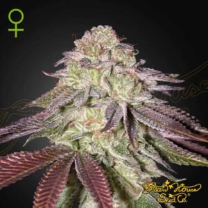 Sugarlato Auto - Green House Seeds kaufen - Produktbild