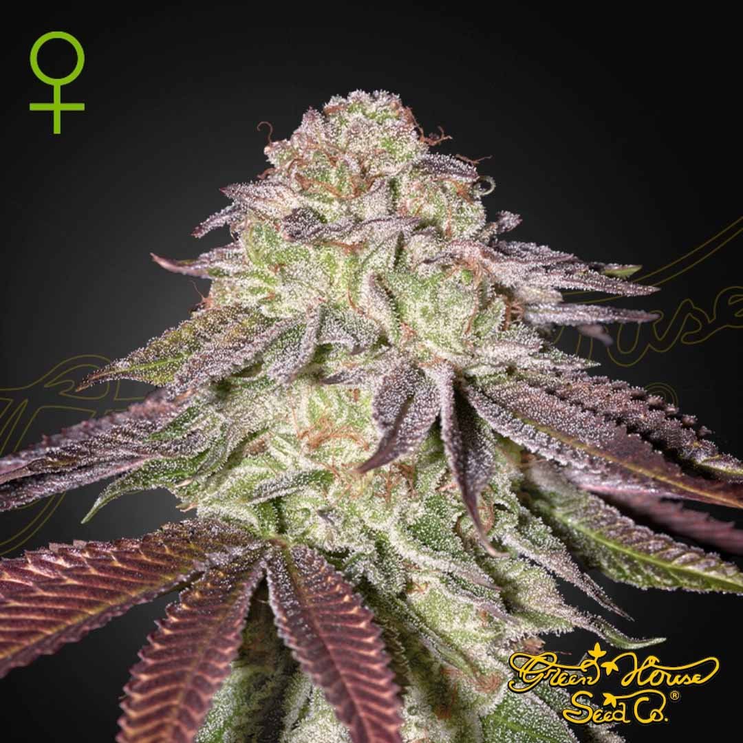 Sugarlato Auto - Green House Seeds kaufen - Produktbild