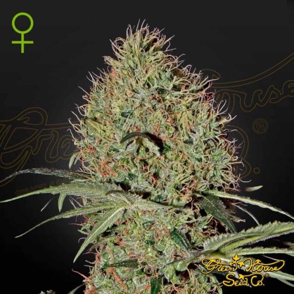 Super Bud Auto - Green House Seeds kaufen - Produktbild