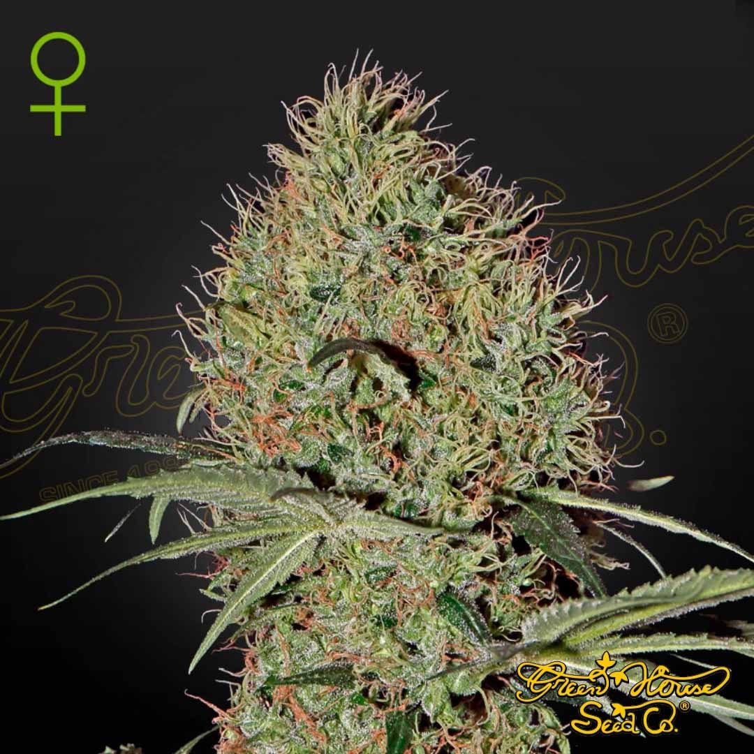 Super Bud Auto - Green House Seeds kaufen - Produktbild