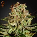 Super Bud - Green House Seeds kaufen