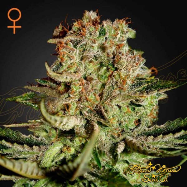 Super Bud - Green House Seeds kaufen