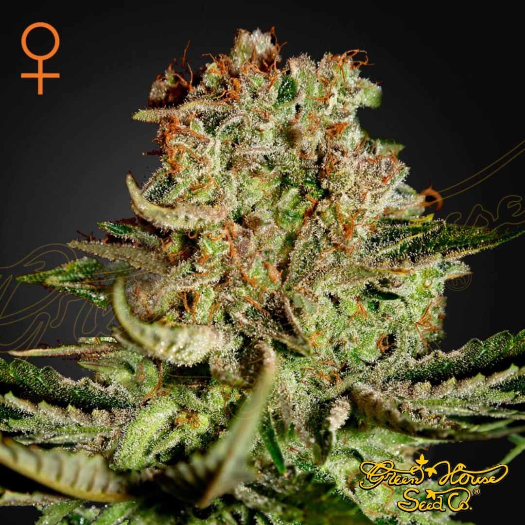 Super Bud - Green House Seeds kaufen